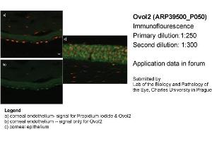 Image no. 2 for anti-Ovo-Like 2 (OVOL2) (Middle Region) antibody (ABIN405245) (OVOL2 抗体  (Middle Region))