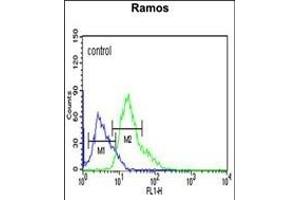 C19orf18 Antibody (Center) (ABIN653783 and ABIN2843070) flow cytometric analysis of Ramos cells (right histogram) compared to a negative control cell (left histogram). (C19orf18 抗体  (AA 140-168))