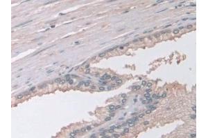 Immunohistochemistry (IHC) image for anti-Guanidinoacetate N-Methyltransferase (GAMT) (AA 64-236) antibody (ABIN7444169)