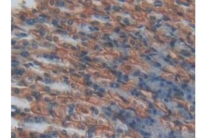 Detection of EPCR in Mouse Stomach Tissue using Polyclonal Antibody to Endothelial protein C receptor (EPCR) (PROCR 抗体  (AA 32-167))