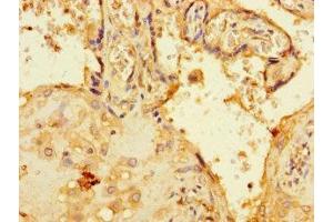 Immunohistochemistry of paraffin-embedded human placenta tissue using ABIN7174796 at dilution of 1:100 (C1orf54 抗体  (AA 17-131))