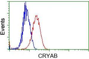 HEK293T cells transfected with either pCMV6-ENTRY CRYAB (RC202718) (Red) or empty vector control plasmid (Blue) were immunostained with anti-CRYAB mouse monoclonal (ABIN2452921, Dilution 1:1,000), and then analyzed by flow cytometry. (CRYAB 抗体)