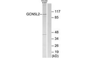 Western blot analysis of extracts from mouse brain cells, using GCN5L2 Antibody. (KAT2A 抗体  (AA 691-740))