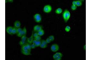 Immunofluorescence staining of PC-3 cells with ABIN7152615 at 1:50, counter-stained with DAPI. (FABP9 抗体  (AA 1-132))