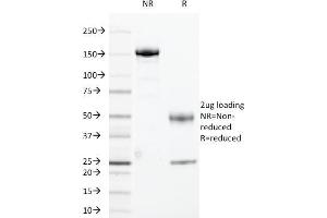 SDS-PAGE (SDS) image for anti-Cyclin B1 (CCNB1) antibody (ABIN6940990)