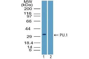 Image no. 1 for anti-Spleen Focus Forming Virus (SFFV) Proviral Integration Oncogene Spi1 (SPI1) (AA 20-70) antibody (ABIN960355) (SPI1 抗体  (AA 20-70))