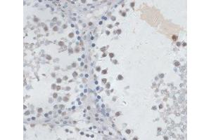 Immunohistochemistry of paraffin-embedded Rat testis using USP7 Polyclonal Antibody at dilution of 1:100 (40x lens). (USP7 抗体)