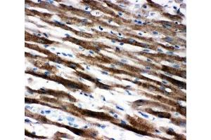 IHC-P: Apoptosis-Inducing Factor antibody testing of rat heart tissue (AIF 抗体  (C-Term))