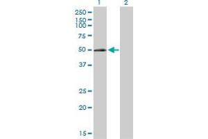Western Blotting (WB) image for anti-ELK3, ETS-Domain Protein (SRF Accessory Protein 2) (ELK3) (AA 1-407) antibody (ABIN515258)