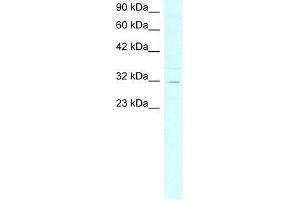 Human HepG2; WB Suggested Anti-ASGR2 Antibody Titration: 4. (Asialoglycoprotein Receptor 2 抗体  (N-Term))