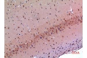 Immunohistochemistry (IHC) analysis of paraffin-embedded Mouse Brain, antibody was diluted at 1:100.