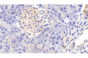 Detection of COX2 in Rat Pancreas Tissue using Polyclonal Antibody to Cytochrome C Oxidase Subunit II (COX2) (COX2 抗体  (AA 83-227))