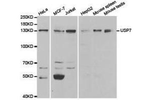 Western Blotting (WB) image for anti-Ubiquitin Specific Peptidase 7 (Herpes Virus-Associated) (USP7) antibody (ABIN1875302)
