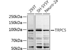Western blot analysis of extracts of various cell lines, using TRPC5 antibody (ABIN6128835, ABIN6149578, ABIN6149579 and ABIN6214219) at 1:1000 dilution. (TRPC5 抗体  (AA 764-973))