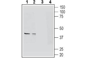 Western blot analysis of mouse colon lysates (lanes 1 and 3) and mouse lung lysates (lanes 2 and 4):1-2. (HCAR2 抗体  (Extracellular))
