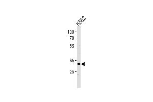 P5F1B Antibody (C-term) (ABIN654776 and ABIN2844457) western blot analysis in K562 cell line lysates (35 μg/lane). (POU5F1B 抗体  (C-Term))