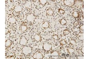 Image no. 1 for anti-Hairy/enhancer-of-Split Related with YRPW Motif-Like (HEYL) (AA 221-327) antibody (ABIN599209) (HEYL 抗体  (AA 221-327))
