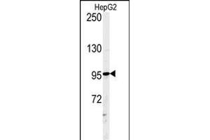 Western blot analysis of ATXN2L Antibody (C-term) (ABIN651376 and ABIN2840210) in HepG2 cell line lysates (35 μg/lane). (Ataxin 2-Like 抗体  (C-Term))