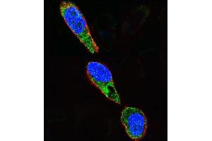 Confocal immunofluorescent analysis of SRC Antibody  (ABIN652537 and ABIN2842362) with  cell followed by Alexa Fluor 488-conjugated goat anti-rabbit lgG (green). (Src 抗体  (AA 397-424))