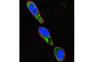 Confocal immunofluorescent analysis of SRC Antibody  (ABIN652537 and ABIN2842362) with  cell followed by Alexa Fluor 488-conjugated goat anti-rabbit lgG (green).