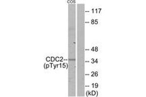 Western blot analysis of extracts from COS7 cells, using CDC2 (Phospho-Tyr15) Antibody. (CDK1 抗体  (pTyr15))