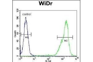 Z Antibody (N-term) (ABIN654759 and ABIN2844443) flow cytometric analysis of WiDr cells (right histogram) compared to a negative control cell (left histogram). (ZNF180 抗体  (N-Term))