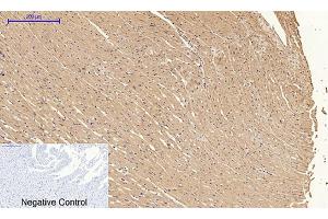 Immunohistochemical analysis of paraffin-embedded rat heart tissue. (Cyclin A 抗体  (AA 190-270))