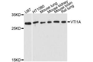 Western blot analysis of extracts of various cell lines, using VTI1A antibody. (VTI1A 抗体  (AA 1-180))