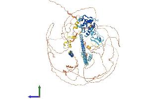 Protein Structure (PS) image for LIM and Calponin Homology Domains 1 (LIMCH1) (AA 1-1057) protein (His tag) (ABIN7563714)