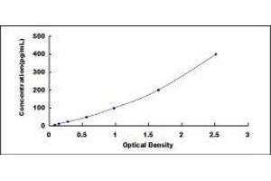 ELISA image for Neurofilament, Light Polypeptide (NEFL) ELISA Kit (ABIN427109)