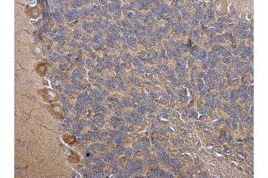 IHC-P Image PRPS1 antibody detects PRPS1 protein at cytosol on rat hind brain by immunohistochemical analysis.