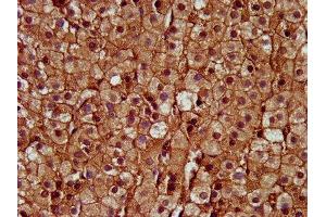 IHC image of ABIN7149870 diluted at 1:400 and staining in paraffin-embedded human adrenal gland tissue performed on a Leica BondTM system. (SAT2 抗体  (AA 1-170))