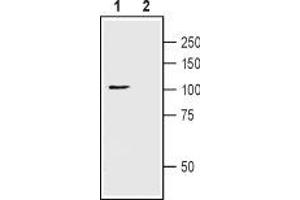 Western Blotting (WB) image for anti-Transient Receptor Potential Cation Channel, Subfamily C, Member 1 (TRPC1) (AA 495-505), (Extracellular) antibody (ABIN7043816)