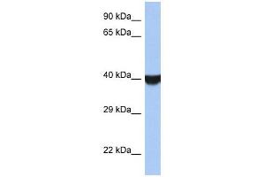 TMED8 antibody used at 1 ug/ml to detect target protein. (TMED8 抗体  (Middle Region))