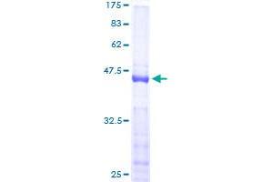 NHLH1 Protein (AA 1-133) (GST tag)