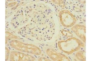 Immunohistochemistry of paraffin-embedded human kidney tissue using ABIN7171184 at dilution of 1:100 (HERV-FRD Provirus Ancestral Env Polyprotein (Herv-frd) (AA 16-250) 抗体)