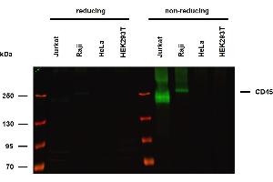 Western Blotting (WB) image for anti-Protein tyrosine Phosphatase, Receptor Type, C (PTPRC) antibody (ABIN775710)