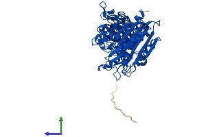 Protein Structure (PS) image for Cytosol Aminopeptidase (LAP3) (AA 1-519) protein (His tag) (ABIN7552211)