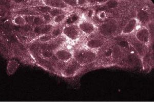 Immunofluorescence staining of HCT-8 cells. (PKC iota 抗体  (AA 397-558))