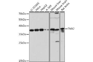 Western blot analysis of extracts of various cell lines, using TMX2 pAb (ABIN7270810) at 1:1000 dilution. (TMX2 抗体  (AA 128-296))