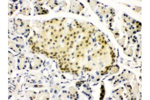 Anti- PAX6 Picoband antibody, IHC(P) IHC(P): Rat Pancreas Tissue (PAX6 抗体  (Middle Region))
