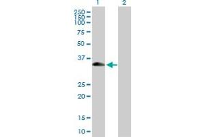 Western Blot analysis of XAF1 expression in transfected 293T cell line by XAF1 MaxPab polyclonal antibody. (XAF1 抗体  (AA 1-301))