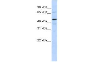 Western Blotting (WB) image for anti-General Transcription Factor IIE, Polypeptide 1, alpha 56kDa (GTF2E1) antibody (ABIN2460130)