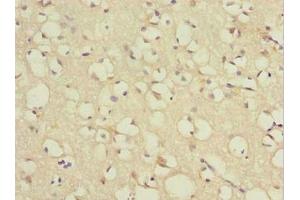 Immunohistochemistry of paraffin-embedded human brain tissue using ABIN7172431 at dilution of 1:100 (TCEAL7 抗体  (AA 1-100))