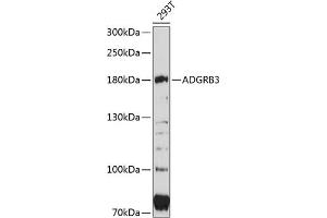 Western blot analysis of extracts of 293T cells, using  antibody (ABIN6127781, ABIN6136569, ABIN6136570 and ABIN6215520) at 1:3000 dilution. (BAI3 抗体  (AA 70-280))
