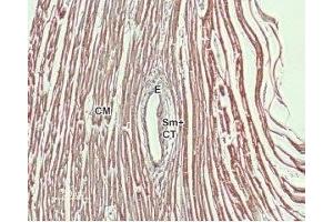 Immunohistochemistry (IHC) image for anti-Solute Carrier Family 8 (Sodium/calcium Exchanger), Member 1 (SLC8A1) (AA 308-320) antibody (ABIN7043754)