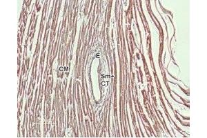 Expression of NCX1 in rat heart - Immunohistochemical staining of rat heart paraffin-embedded sections using Anti-NCX1 (SLC8A1) Antibody (ABIN7043754, ABIN7044875 and ABIN7044876), (1:100). (SLC8A1 抗体  (3rd Intracellular Loop))