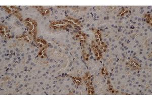 Immunohistochemistry of paraffin-embedded Mouse kidney using ANXA5 Polyclonal Antibody at dilution of 1:50 (Annexin V 抗体)