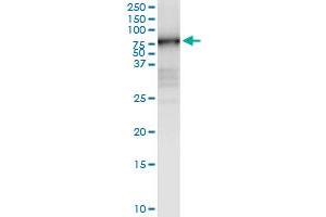 Immunoprecipitation of MMP3 transfected lysate using anti-MMP3 MaxPab rabbit polyclonal antibody and Protein A Magnetic Bead , and immunoblotted with MMP3 purified MaxPab mouse polyclonal antibody (B01P) . (MMP3 抗体  (AA 1-477))