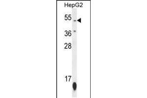 Western blot analysis in HepG2 cell line lysates (35ug/lane). (ZNF566 抗体  (N-Term))